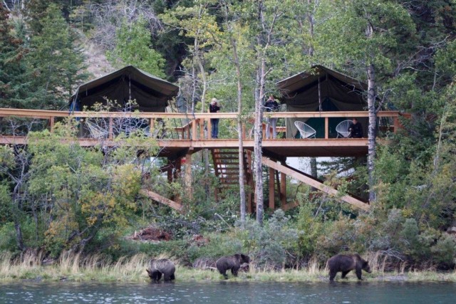 Bear Camp